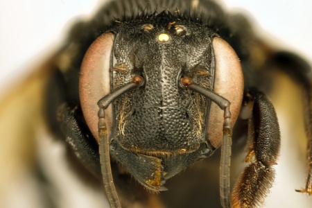 [Duckeanthidium thielei female (anterior/face view) thumbnail]
